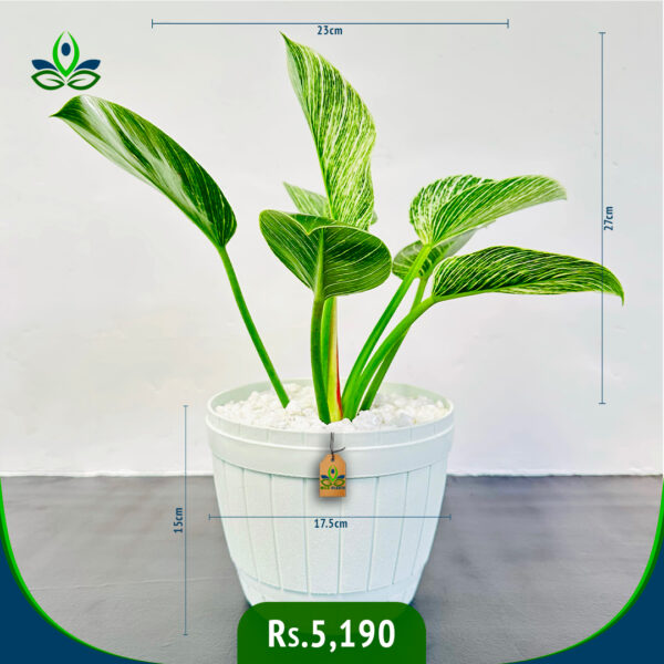 Philodendron Birkin | ෆිලොඩෙන්ඩ්‍රන් බර්කින්