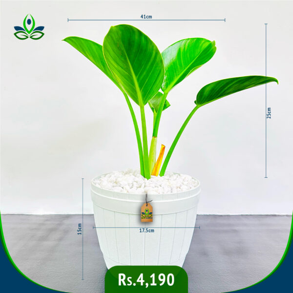 Philodendron Green Congo | ෆිලොඩෙන්ඩ්‍රන් ග්‍රීන් කොන්ගෝ