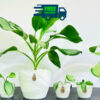 Aglaonema Silver Bay