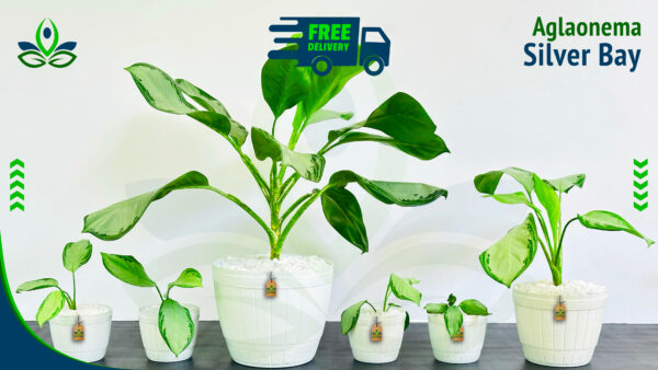 Aglaonema Silver Bay