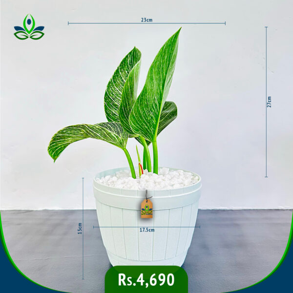 Philodendron Birkin | ෆිලොඩෙන්ඩ්‍රන් බර්කින්