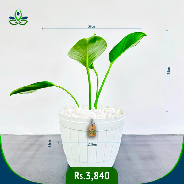 Philodendron Green Congo | ෆිලොඩෙන්ඩ්‍රන් ග්‍රීන් කොන්ගෝ