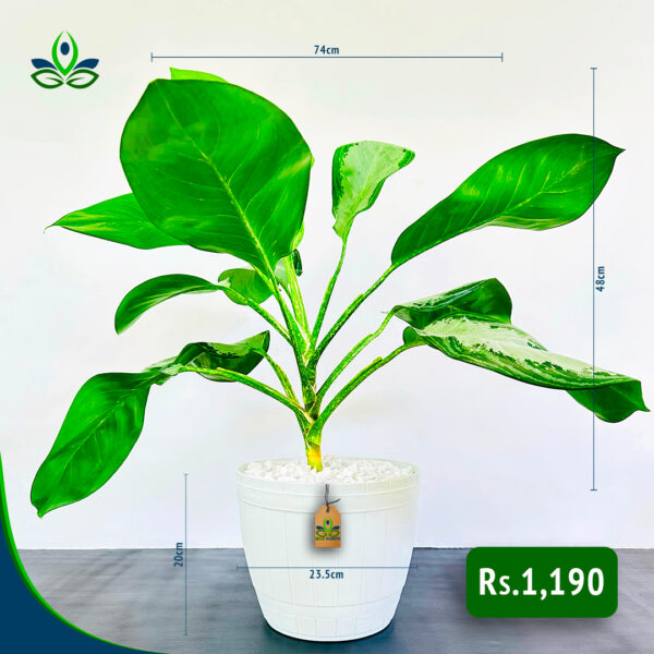 Aglaonema Silver Bay