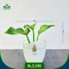 Philodendron Birkin | ෆිලොඩෙන්ඩ්‍රන් බර්කින්