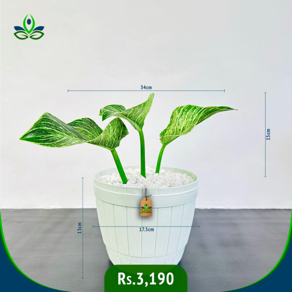 Philodendron Birkin | ෆිලොඩෙන්ඩ්‍රන් බර්කින්