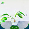 Philodendron Green Congo | ෆිලොඩෙන්ඩ්‍රන් ග්‍රීන් කොන්ගෝ
