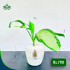 Aglaonema Silver Bay