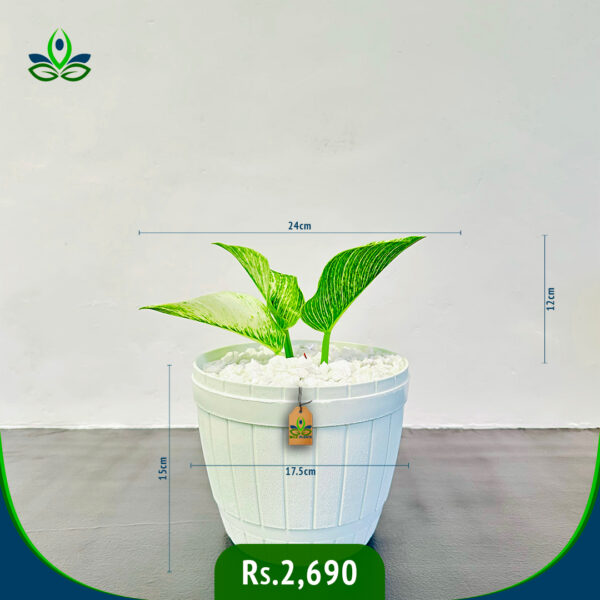 Philodendron Birkin | ෆිලොඩෙන්ඩ්‍රන් බර්කින්