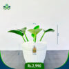 Philodendron Green Congo | ෆිලොඩෙන්ඩ්‍රන් ග්‍රීන් කොන්ගෝ