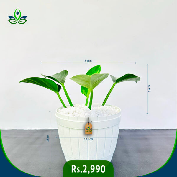 Philodendron Green Congo | ෆිලොඩෙන්ඩ්‍රන් ග්‍රීන් කොන්ගෝ