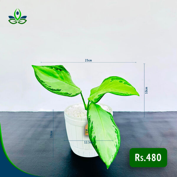 Aglaonema Silver Bay