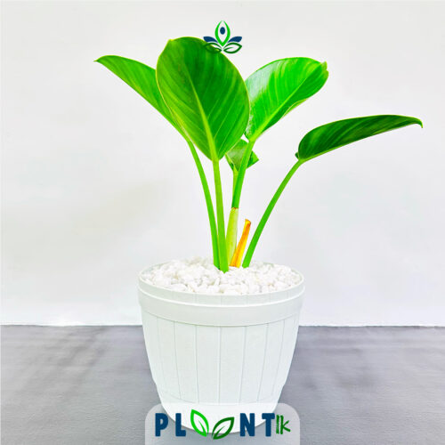 Philodendron Green Congo | ෆිලොඩෙන්ඩ්‍රන් ග්‍රීන් කොන්ගෝ