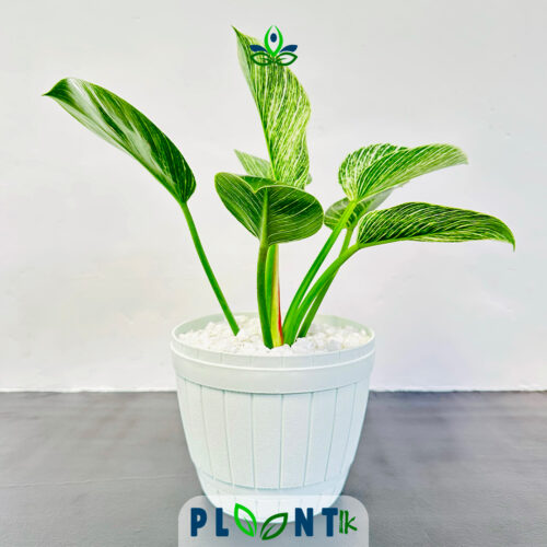 Philodendron Birkin | ෆිලොඩෙන්ඩ්‍රන් බර්කින්