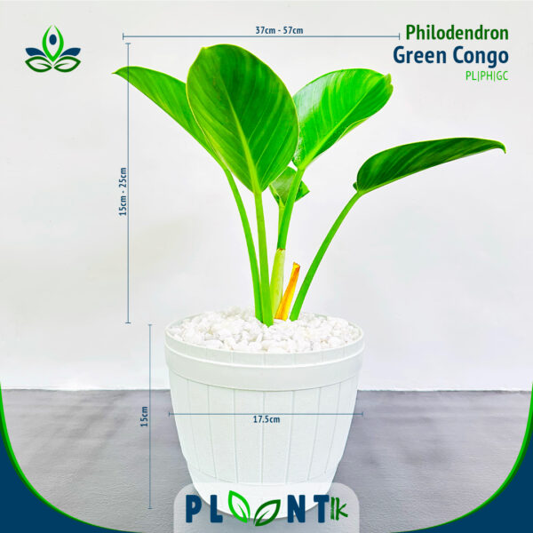 Philodendron Green Congo | ෆිලොඩෙන්ඩ්‍රන් ග්‍රීන් කොන්ගෝ