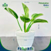 Philodendron Birkin | ෆිලොඩෙන්ඩ්‍රන් බර්කින්