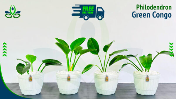 Philodendron Green Congo | ෆිලොඩෙන්ඩ්‍රන් ග්‍රීන් කොන්ගෝ