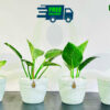 Philodendron Birkin | ෆිලොඩෙන්ඩ්‍රන් බර්කින්