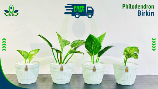 Philodendron Birkin | ෆිලොඩෙන්ඩ්‍රන් බර්කින්
