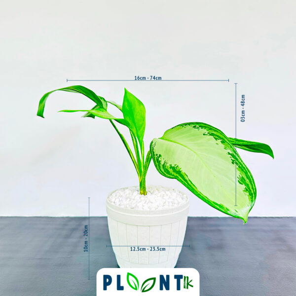 Aglaonema Silver Bay