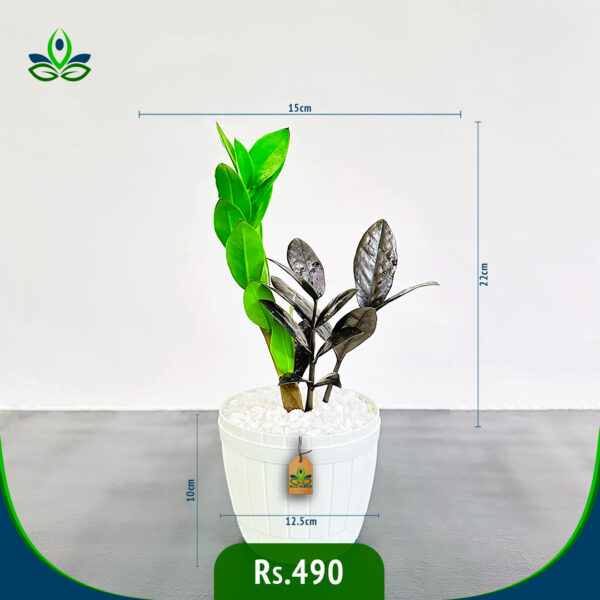 ZZ Black Raven | සිසි බ්ලැක් රේවන්