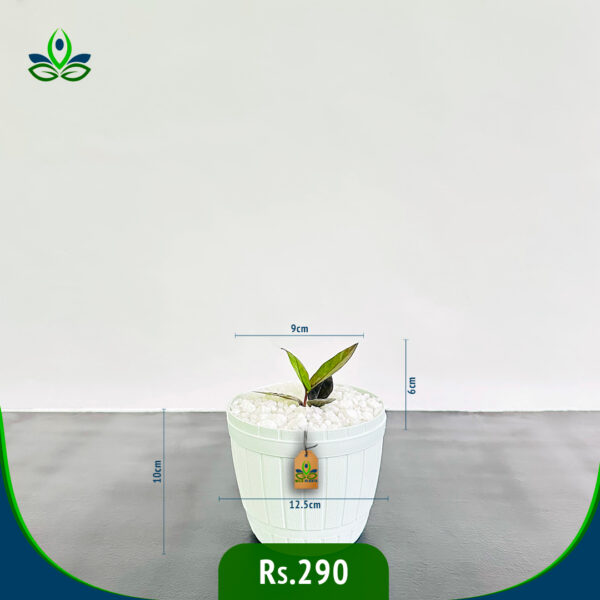 ZZ Black Raven | සිසි බ්ලැක් රේවන්