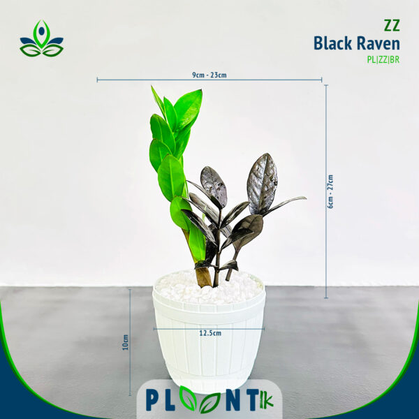 ZZ Black Raven | සිසි බ්ලැක් රේවන්